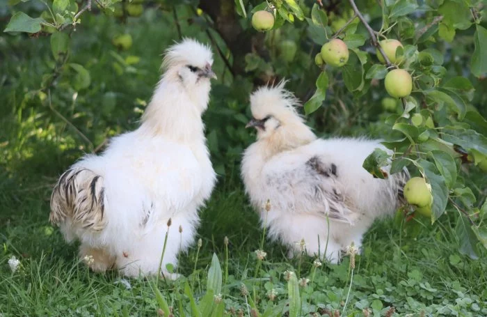 Hedvábnička velká