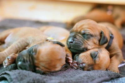 Prodám štěňátka  Rhodéský Ridgeback s PP