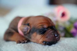 Prodám štěňátka  Rhodéský Ridgeback s PP