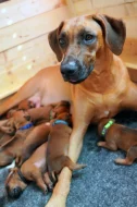 Prodám štěňátka  Rhodéský Ridgeback s PP