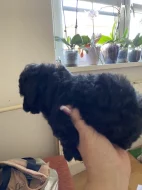 Pudl Toy bez pp stříbrné