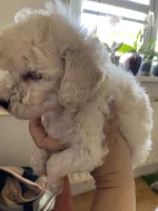 Pudl Toy bez pp stříbrné