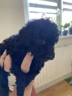 Pudl Toy bez pp stříbrné