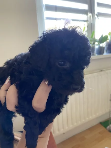 Pudl Toy bez pp stříbrné