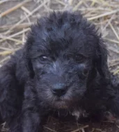 Bedlington teriér