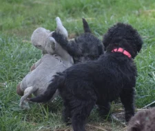 Bedlington teriér