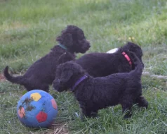 Bedlington teriér