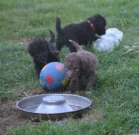 Bedlington teriér