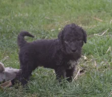 Bedlington teriér