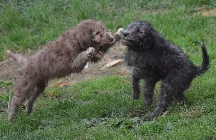 Bedlington teriér