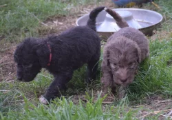 Bedlington teriér