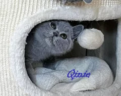 Britská krátkosrstá koťata s PP