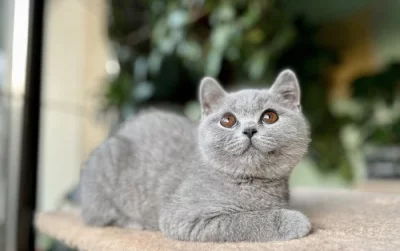 Britská krátkosrstá koťata s PP