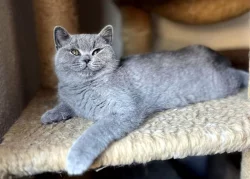 Britská krátkosrstá koťata s PP