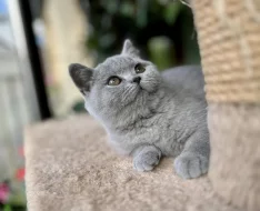 Britská krátkosrstá koťata s PP