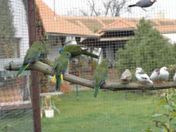 NEOFEMA TYRKYSOVÁ - přírodní zbarvení