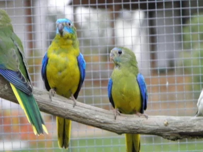 NEOFEMA TYRKYSOVÁ - přírodní zbarvení