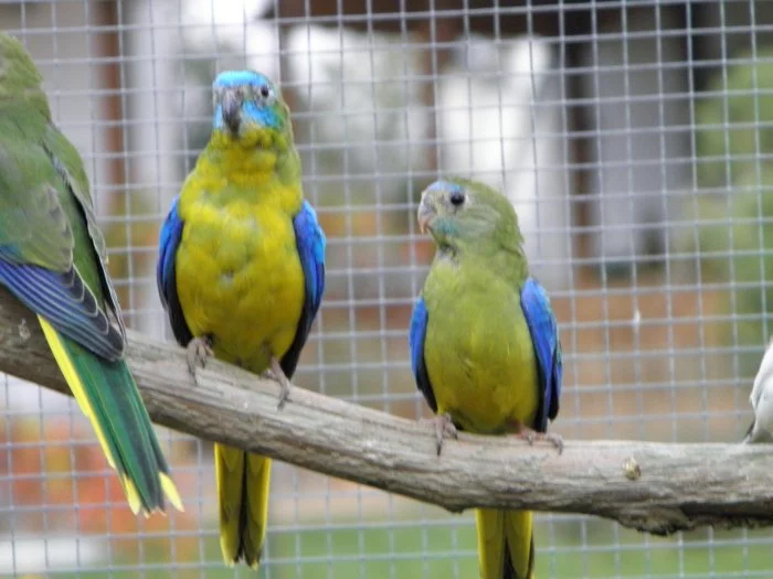 NEOFEMA TYRKYSOVÁ - přírodní zbarvení
