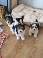 Jorkšírský teriér s PP