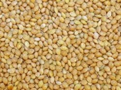 Slunečnice černá, slunečnice žíhaná, proso mix 4barev