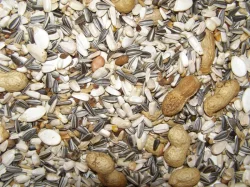 Slunečnice černá, slunečnice žíhaná, proso mix 4barev