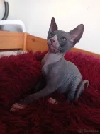 Kanadský sphynx