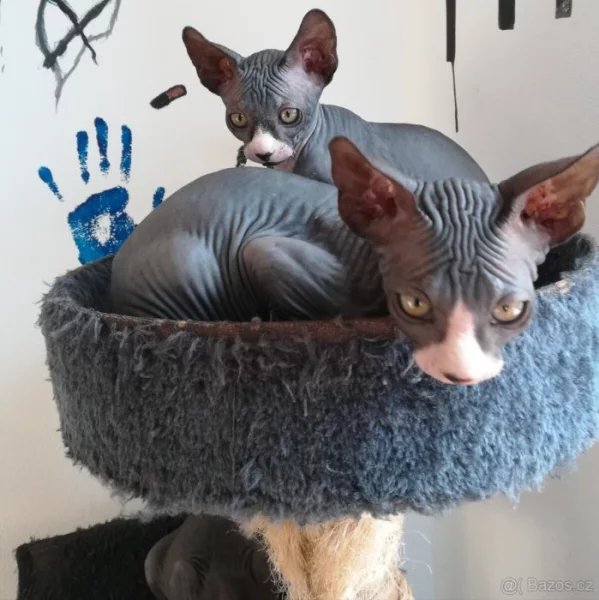 Kanadský sphynx