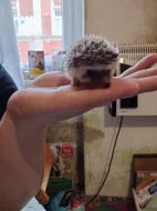 Ježek bělobřichý