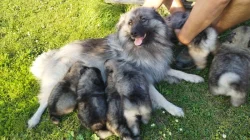 NĚMECKÝ VLČÍ ŠPIC (KEESHOND)