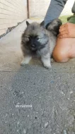 NĚMECKÝ VLČÍ ŠPIC (KEESHOND)
