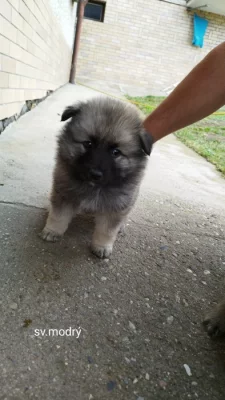 NĚMECKÝ VLČÍ ŠPIC (KEESHOND)