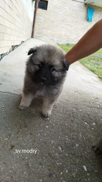 NĚMECKÝ VLČÍ ŠPIC (KEESHOND)