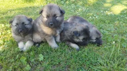 NĚMECKÝ VLČÍ ŠPIC (KEESHOND)