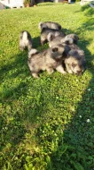 NĚMECKÝ VLČÍ ŠPIC (KEESHOND)