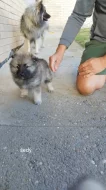 NĚMECKÝ VLČÍ ŠPIC (KEESHOND)