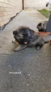 NĚMECKÝ VLČÍ ŠPIC (KEESHOND)