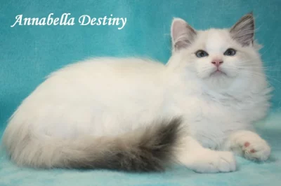 RAGDOLL koťátka :