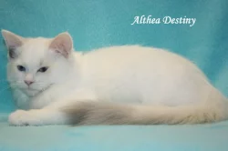 RAGDOLL koťátka :