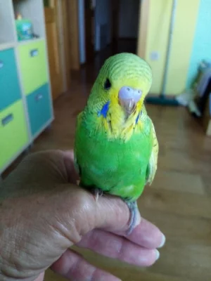 Mladé andulky