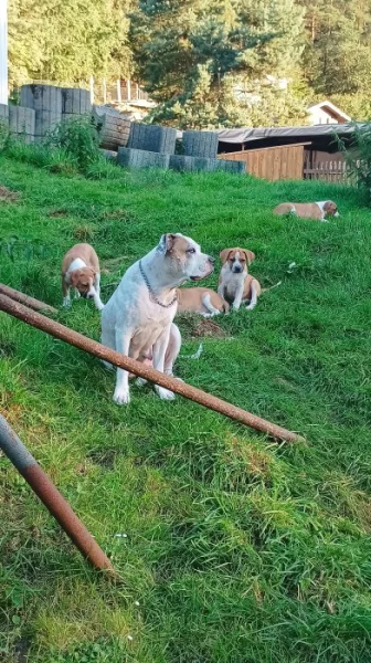 Americký buldok standart