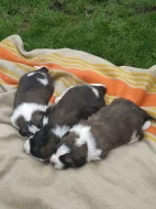 Prodám Moskevský strážní pes