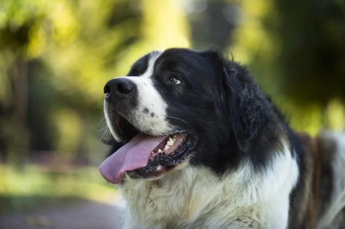 Prodám Moskevský strážní pes