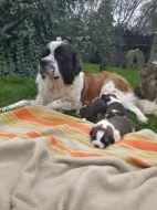 Prodám Moskevský strážní pes