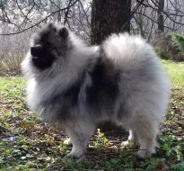 Keeshond / vlčí špic prodám štěňata s PP