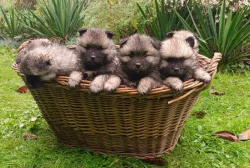Keeshond / vlčí špic prodám štěňata s PP