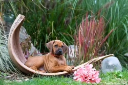 Rhodéský ridgeback s PP - nestandardní fenka k odběru