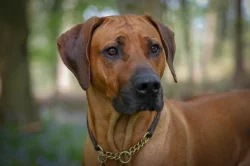 Rhodéský ridgeback s PP - nestandardní fenka k odběru