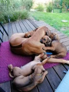 Rhodéský ridgeback s PP - nestandardní fenka k odběru