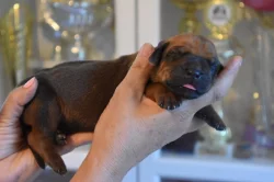 Rhodéský ridgeback s PP - nestandardní fenka k odběru