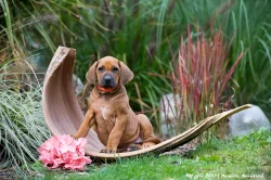 Rhodéský ridgeback s PP - nestandardní fenka k odběru